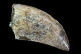 Serrated, Tyrannosaur Tooth - Judith River Formation, Montana #95655-1